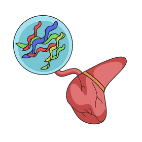 Liver glycogen saver clipart