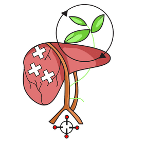 Liver detoxification clipart