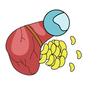 Liver plasma protein maker clipart