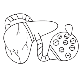 Liver red blood cell maker black and white clipart