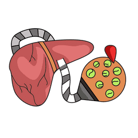 Liver red blood cell maker clipart