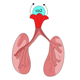 Lungs excretion carbon dioxide clipart
