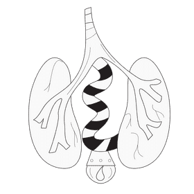Lungs filter blood black and white clipart