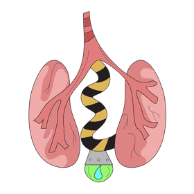 Lungs filter blood clipart