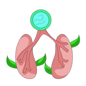 Lung breath clipart