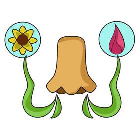 Nose smell sense clipart