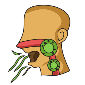 Nose sneezing clipart