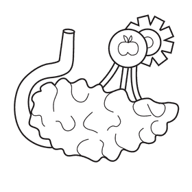 Pancreas digestive system black and white clipart