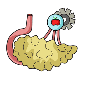 Pancreas digestive system clipart