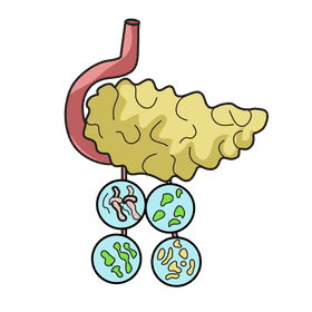 Pancreas pancreatitis clipart