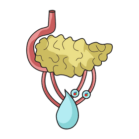 Pancreas reduce blood sugar clipart