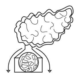 Pancreas releasing enzymes black and white clipart