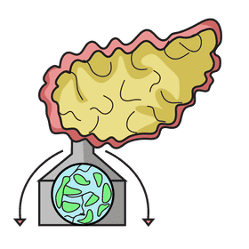 Pancreas releasing enzymes clipart