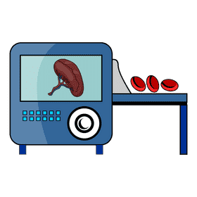 Spleen cell blood produce clipart