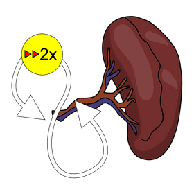 Spleen hipersplenisme clipart
