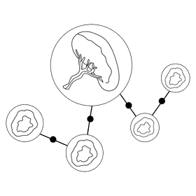 Spleen lymphocytes black and white clipart