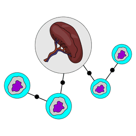 Spleen lymphocytes clipart