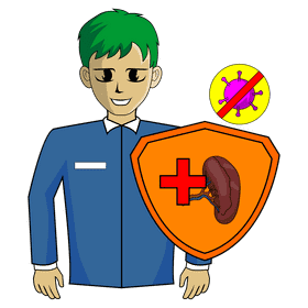 Spleen protect from infection clipart