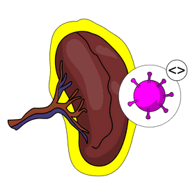 Spleen splenomegali clipart