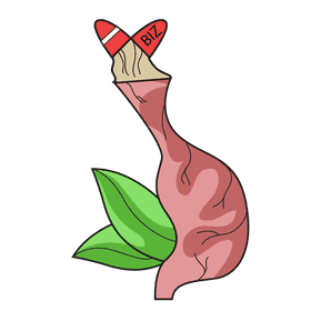 Stomach absorb vitamins clipart