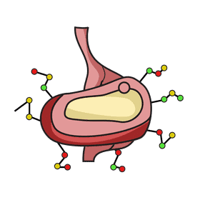 Stomach break foods molecules clipart