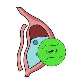 Stomach chyme produces clipart