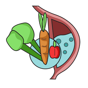 Stomach food storage clipart