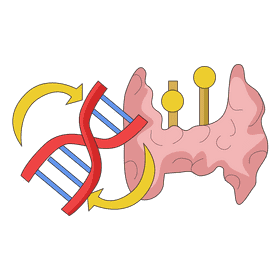 Thyroid reproduces cell control clipart