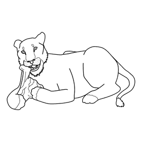 Lioness Eating black and white clipart