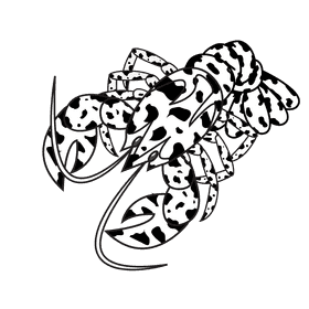 Lobster Calico black and white clipart