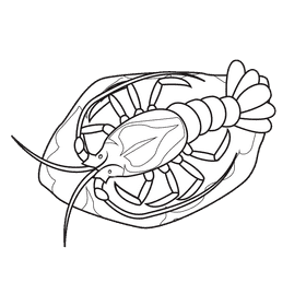 Lobster Spinny black and white clipart
