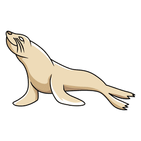 Sealion looking up clipart