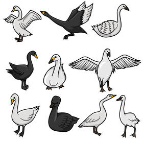 Swan set vector