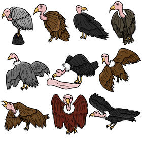 Vulture set vector