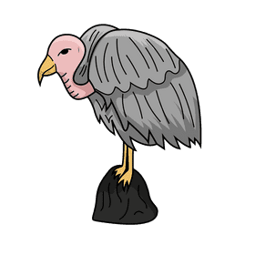 Vulture clipart