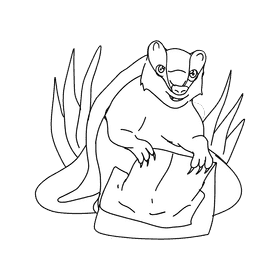Badger Standing Up black and white clipart
