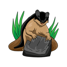 Badger Standing Up clipart