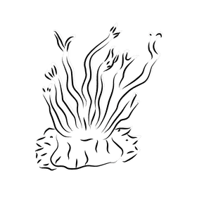 Coral reef black and white clipart