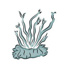 Coral reef clipart