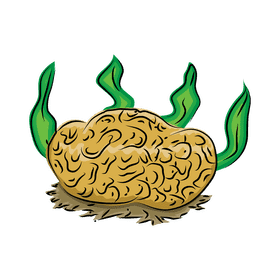 Coral reef Brain clipart