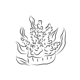 Coral reef Divaricata black and white clipart
