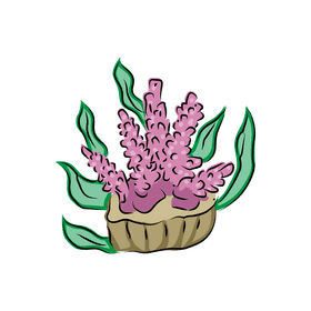 Coral reef Divaricata clipart