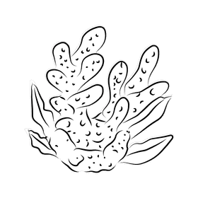 Coral reef Nobilis black and white clipart