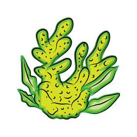 Coral reef Nobilis clipart
