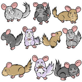 Chinchilla set vector