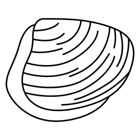 Clam cockle black and white clipart