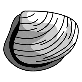 Clam cockle clipart
