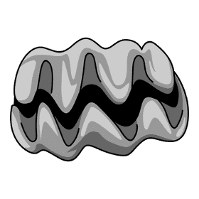 Clam giant clam clipart