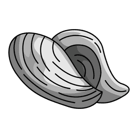 Clam horse mussels clipart