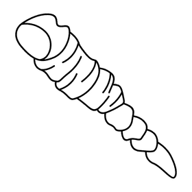 Clam tower shell black and white clipart